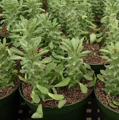 4" Euphorbia Guentherii